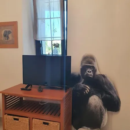 Les Studio De Kate. Le Jungle *
